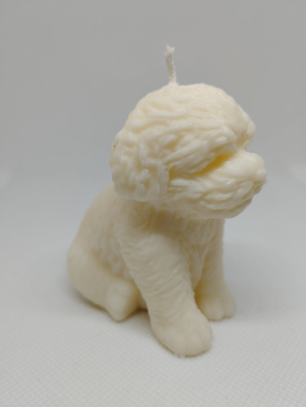 CHIEN BICHON
