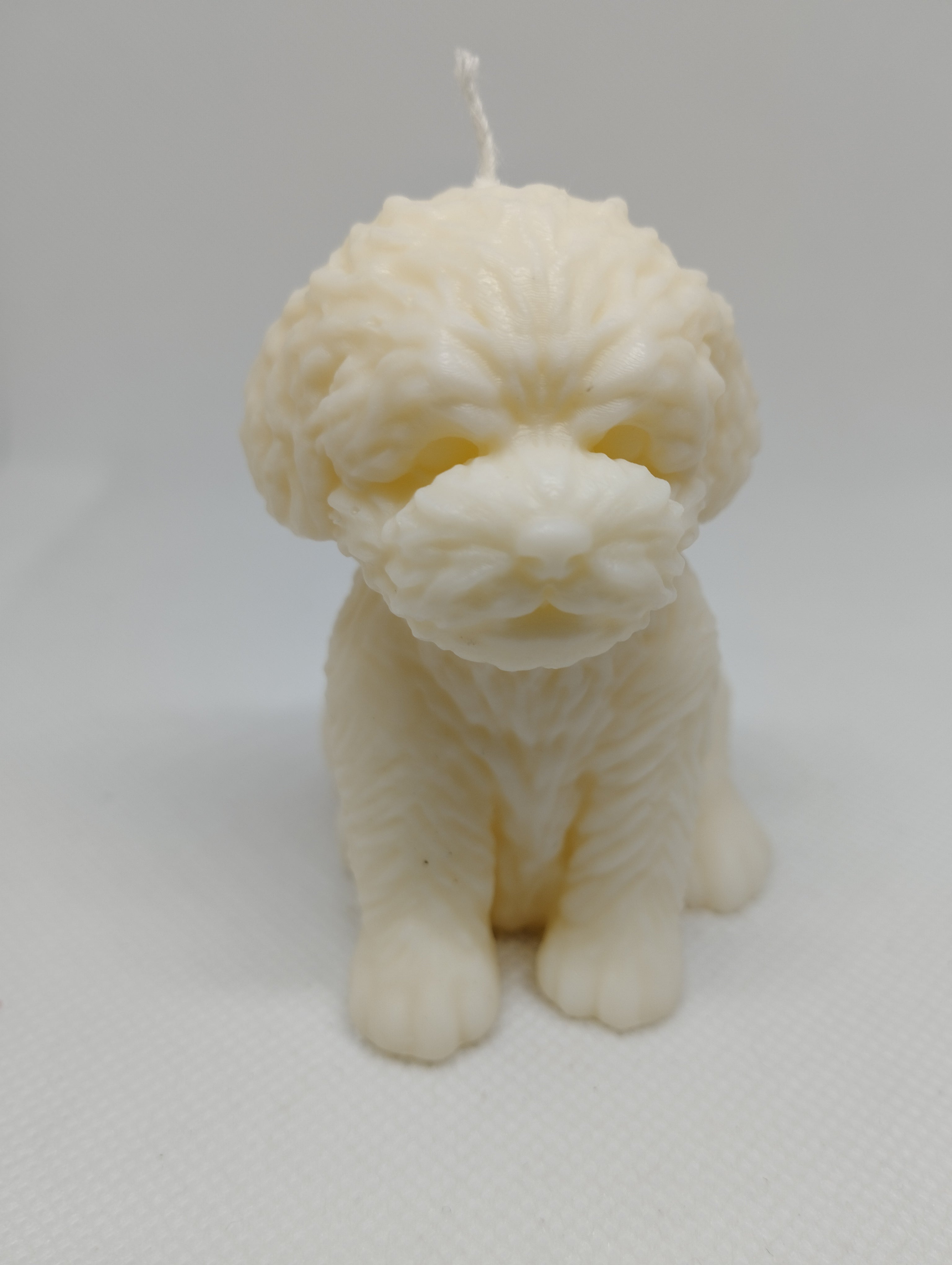 CHIEN BICHON