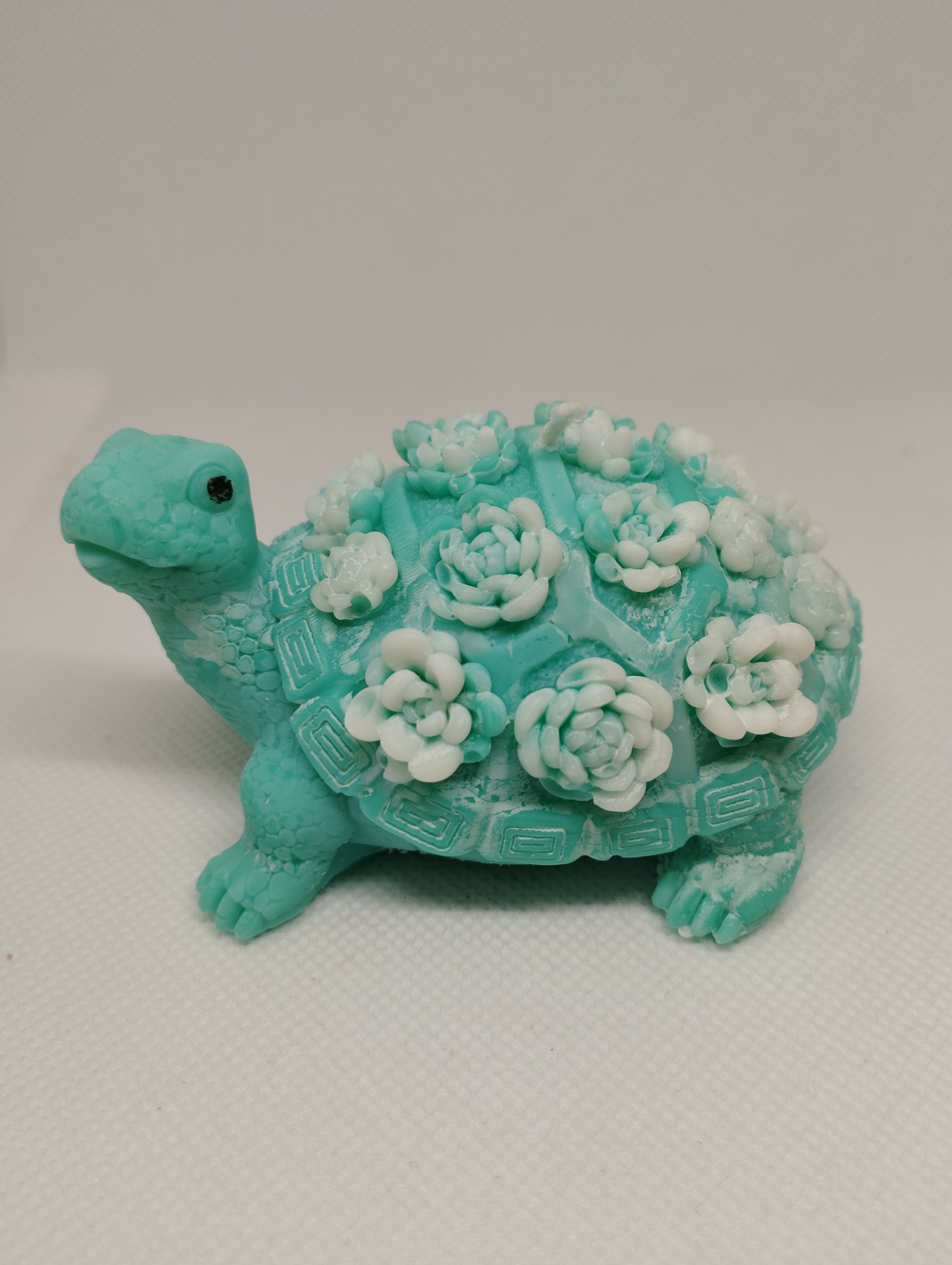 TORTUE